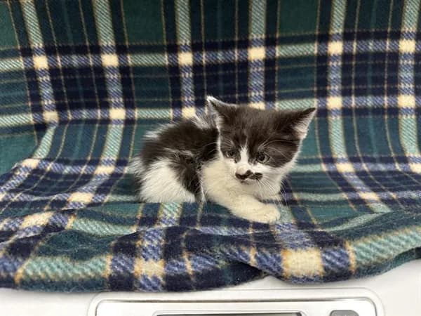 Gomez - Domestic Shorthair