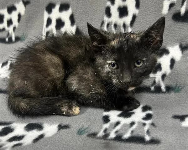 Unnamed - Domestic Shorthair