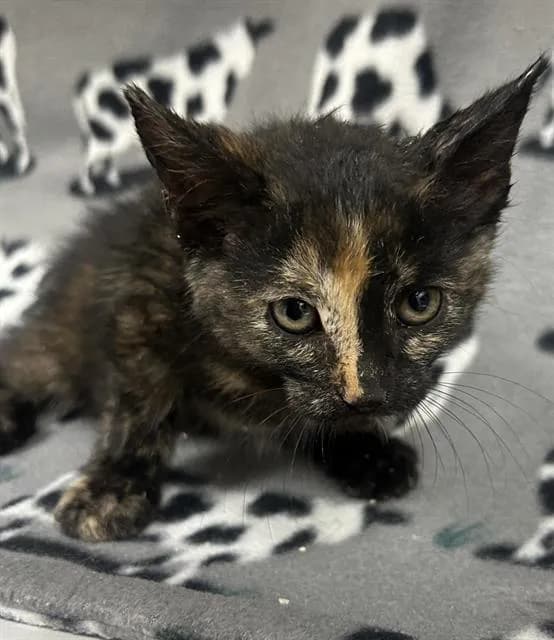 Unnamed - Domestic Shorthair