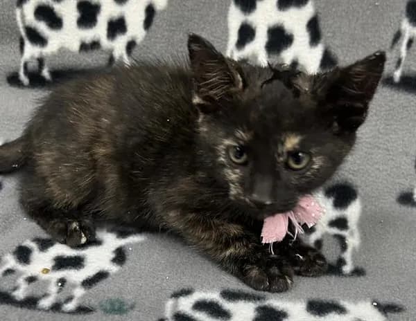Jasmine - Domestic Shorthair