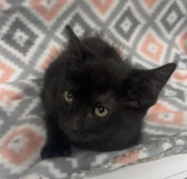 Clara - Domestic Shorthair
