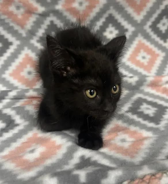 Carlo - Domestic Shorthair