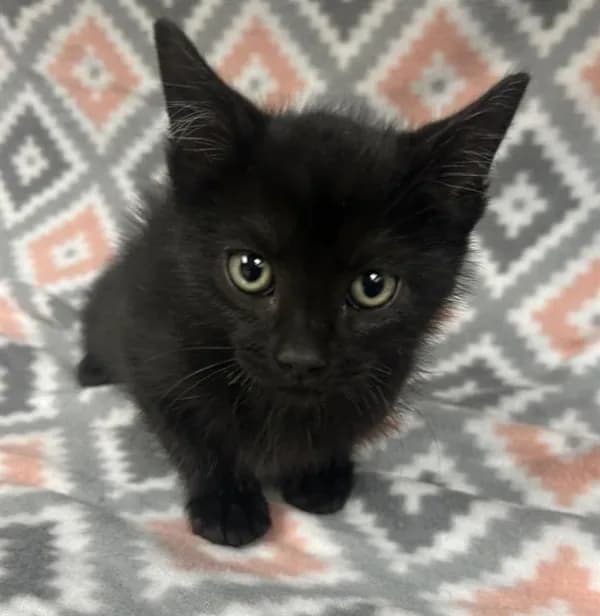 Callum - Domestic Shorthair