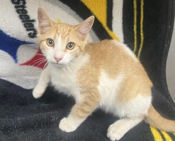 Clawdia - Domestic Shorthair