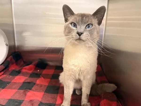 Budha - Domestic Shorthair