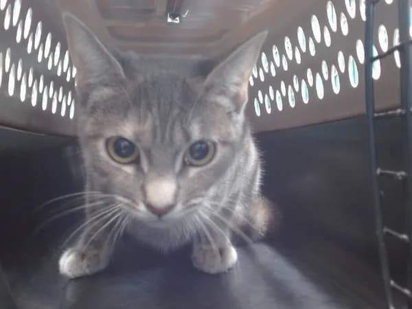 Nala - photo 1