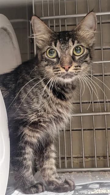 Lidia - Domestic Mediumhair