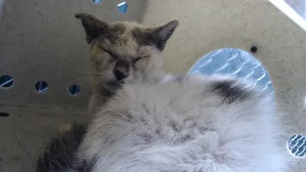 Indokat - Domestic Shorthair mix