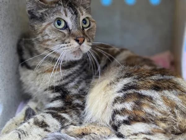 Ramona - Domestic Shorthair