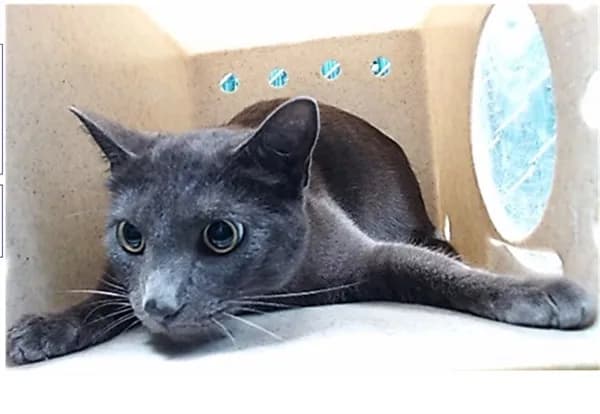 Shadow - Domestic Shorthair