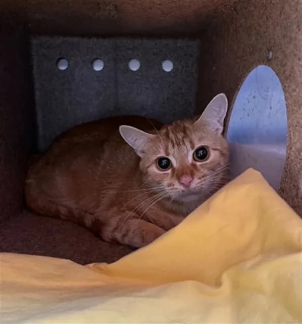 Rhino - Domestic Shorthair