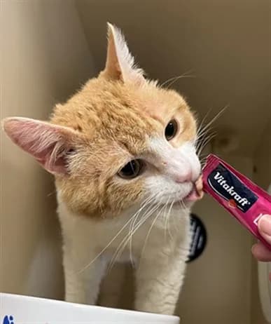 Air Freshener - Domestic Shorthair