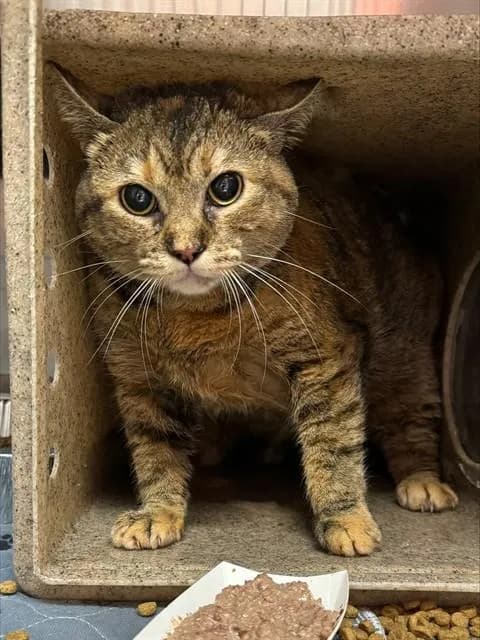 Unnamed - Domestic Shorthair