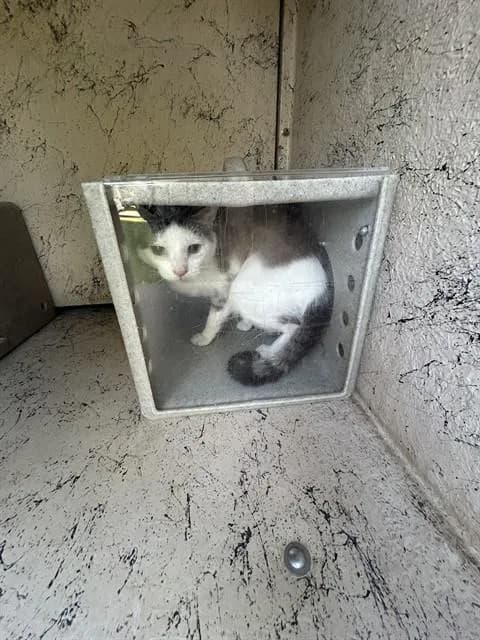 Flex - Domestic Shorthair
