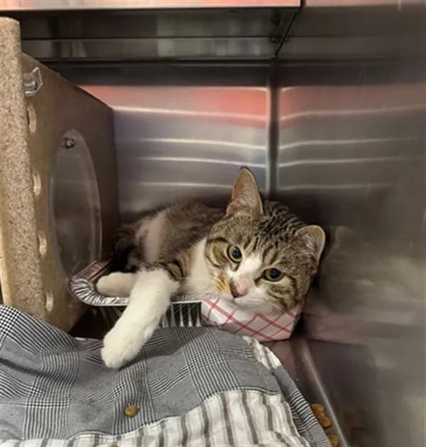 Jumpy - Domestic Shorthair