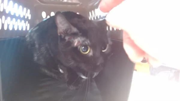Prudence - Domestic Shorthair