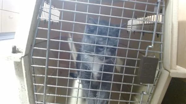 Unnamed - Domestic Shorthair