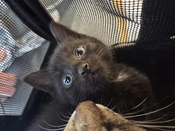 Snorlax - Domestic Shorthair