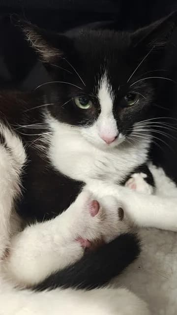 Bubba - photo 1