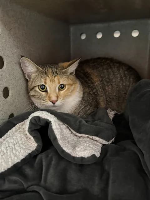 Alicia - Domestic Shorthair