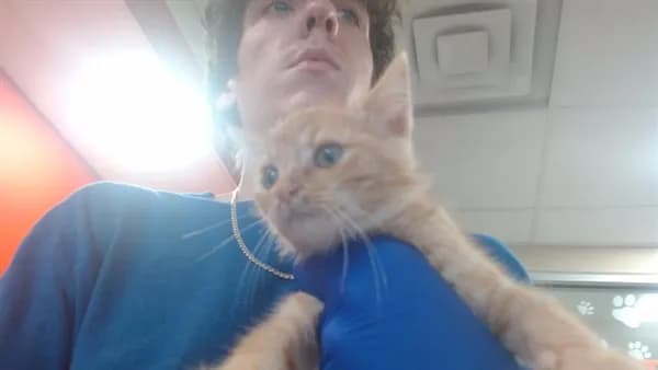 Finn - Domestic Shorthair