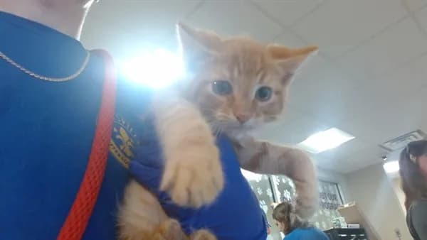 Anakin - Domestic Shorthair