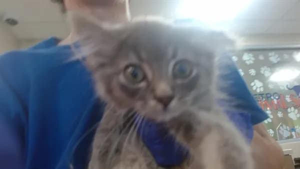 Mando - Domestic Shorthair