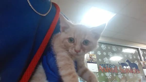 Din Djarin - Domestic Shorthair