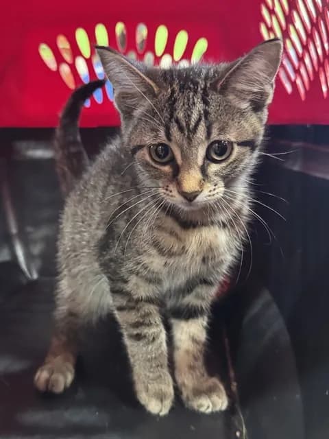 Oatmeal Raisin - Domestic Shorthair