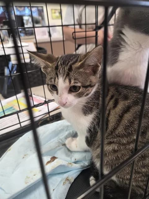 Metro Card - Domestic Shorthair