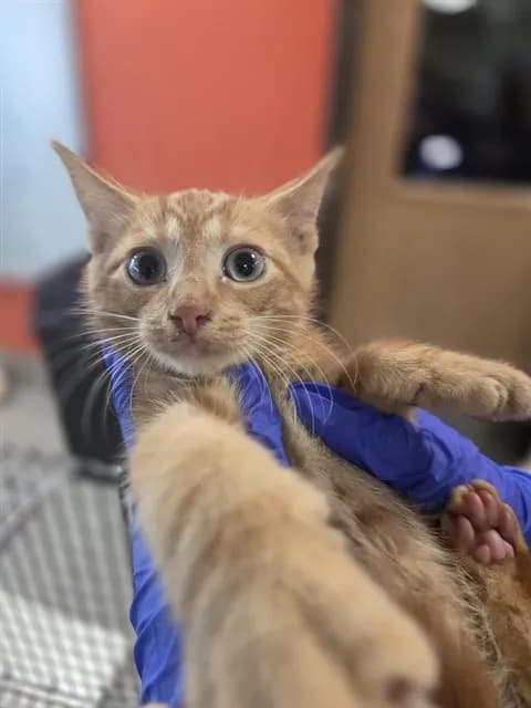 Unnamed - Domestic Shorthair