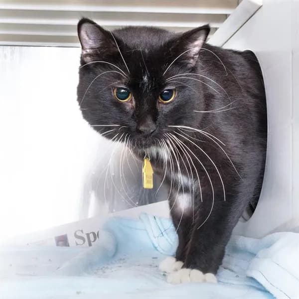 Loki - Domestic Mediumhair