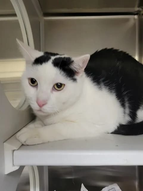 Goose - Domestic Shorthair