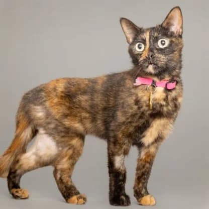 Sheba - Domestic Shorthair