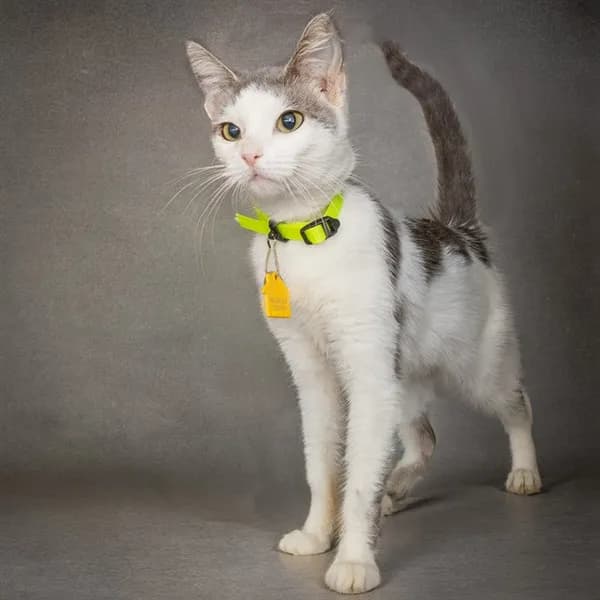Rosaline - Domestic Shorthair