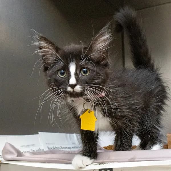 Mya - Domestic Shorthair