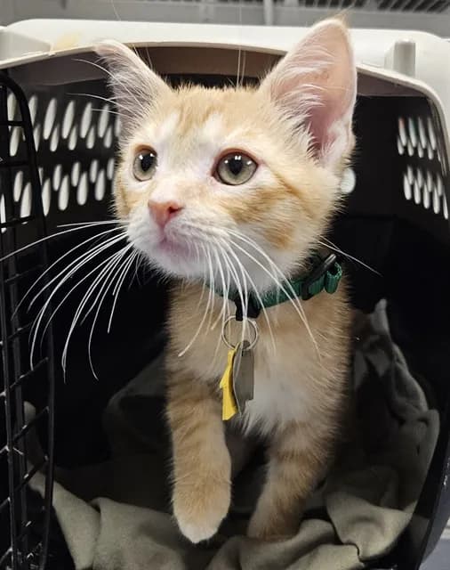 Waikiki - Domestic Shorthair