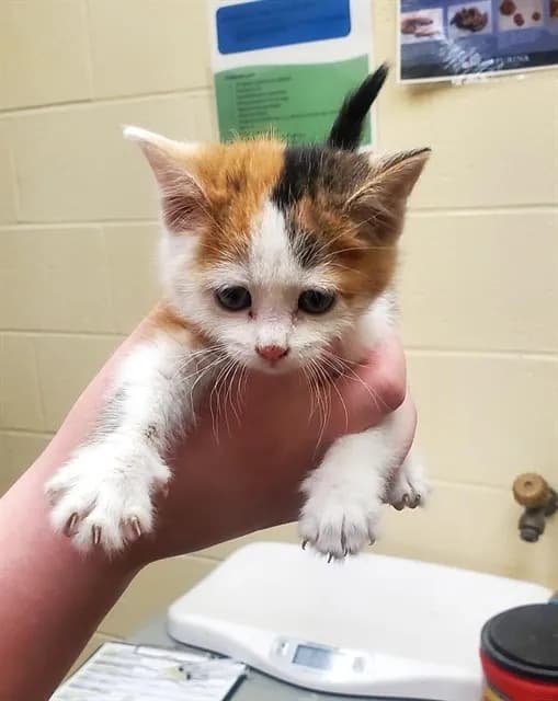 Bubbles - Domestic Shorthair