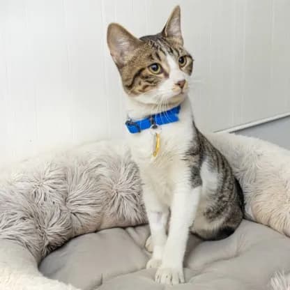 Romeo - Domestic Shorthair