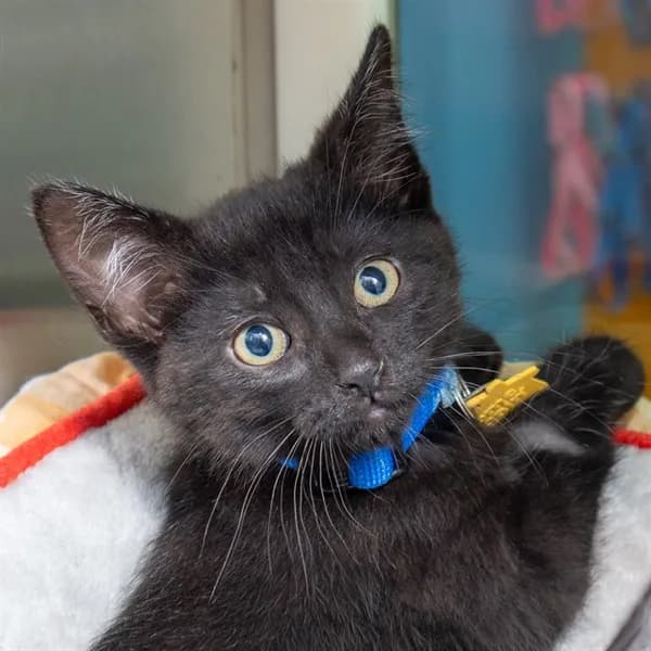 Onyx - Domestic Shorthair