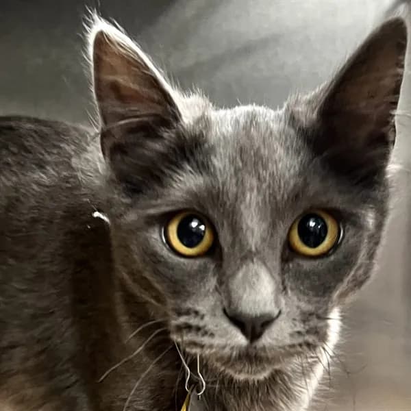 Stella - Domestic Shorthair