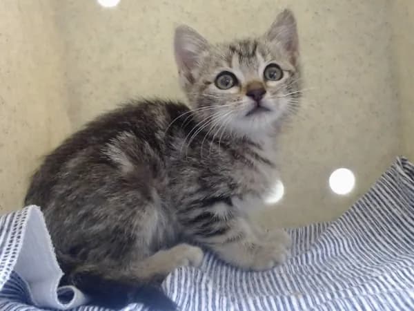 Unnamed - Domestic Shorthair mix