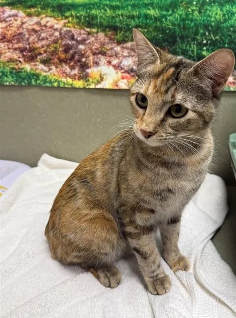 Unnamed - Domestic Shorthair mix
