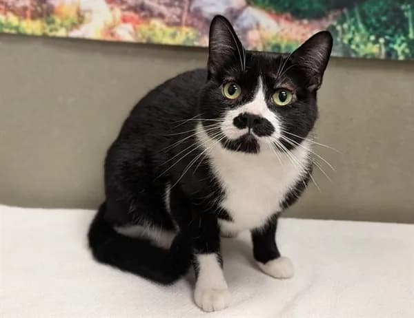 Unnamed - Domestic Shorthair