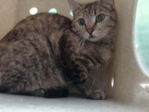 Unnamed - Domestic Mediumhair mix