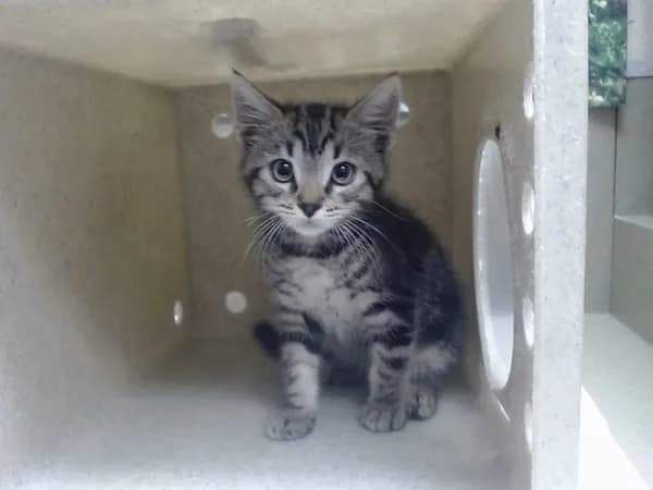 Unnamed - Domestic Shorthair mix