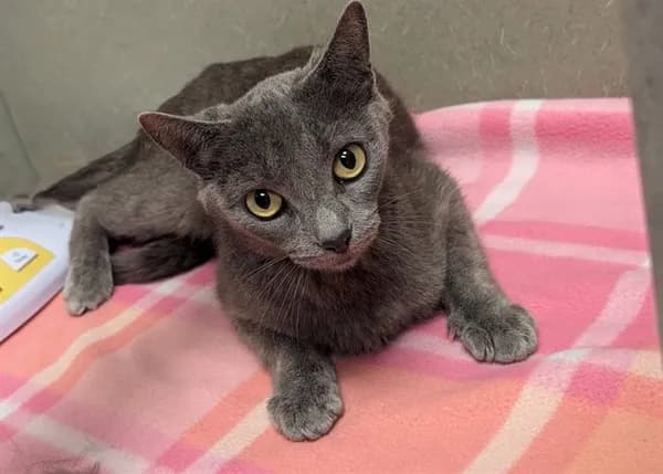Unnamed - Domestic Shorthair