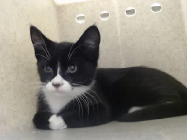 Unnamed - Domestic Shorthair mix
