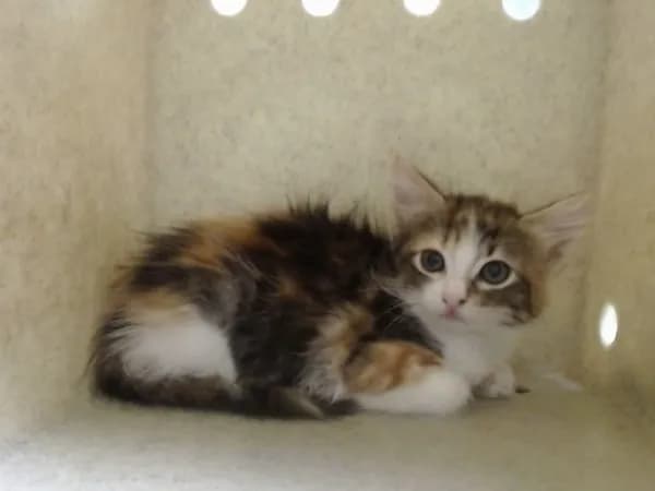 Unnamed - Domestic Mediumhair mix