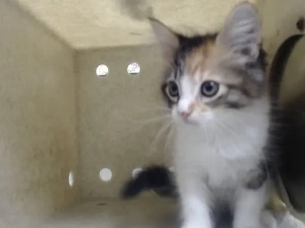 Unnamed - Domestic Mediumhair mix